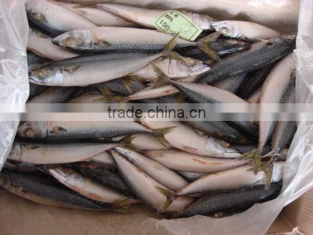 whole round frozen pacific mackerel150-200g