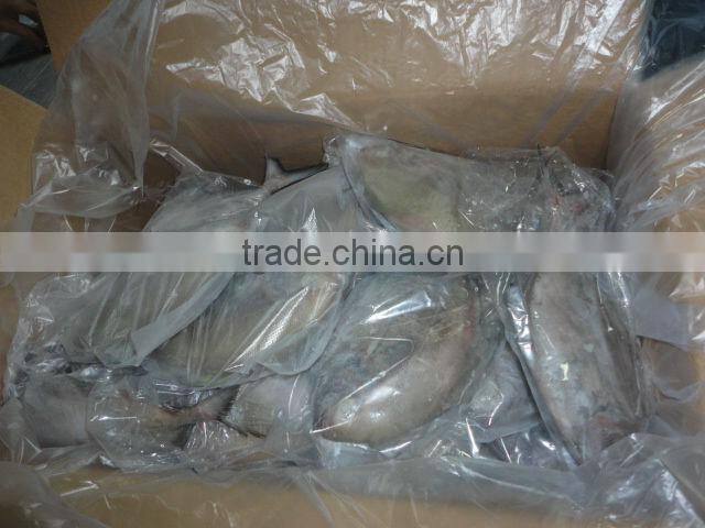 whole round black pomfret fish