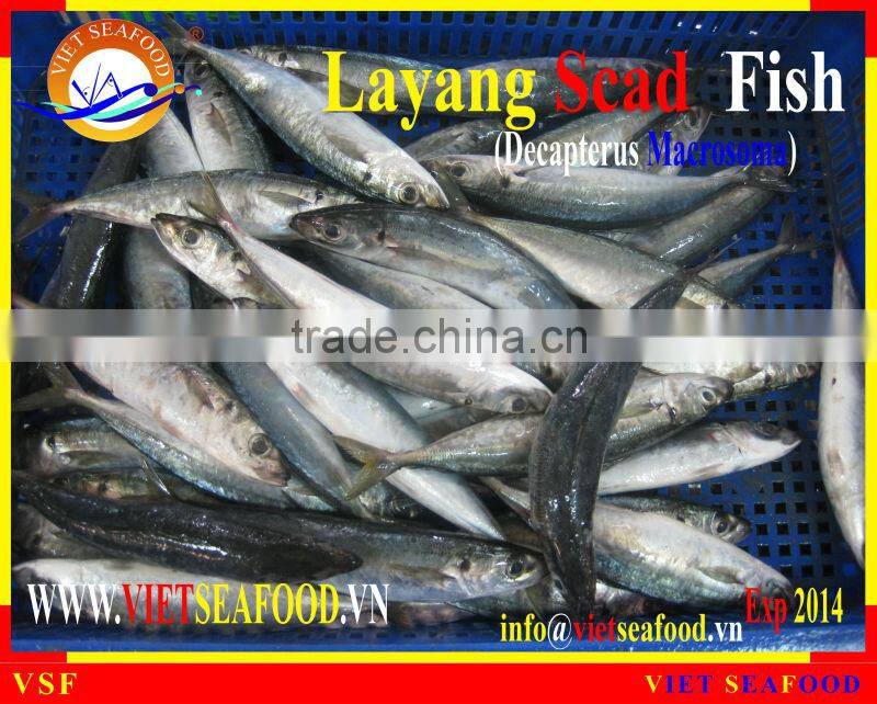 FROZEN LAYANG SCAD WHOLE ROUND
