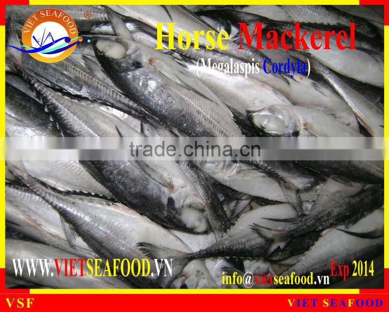 W/R FROZEN HORSE MACKEREL
