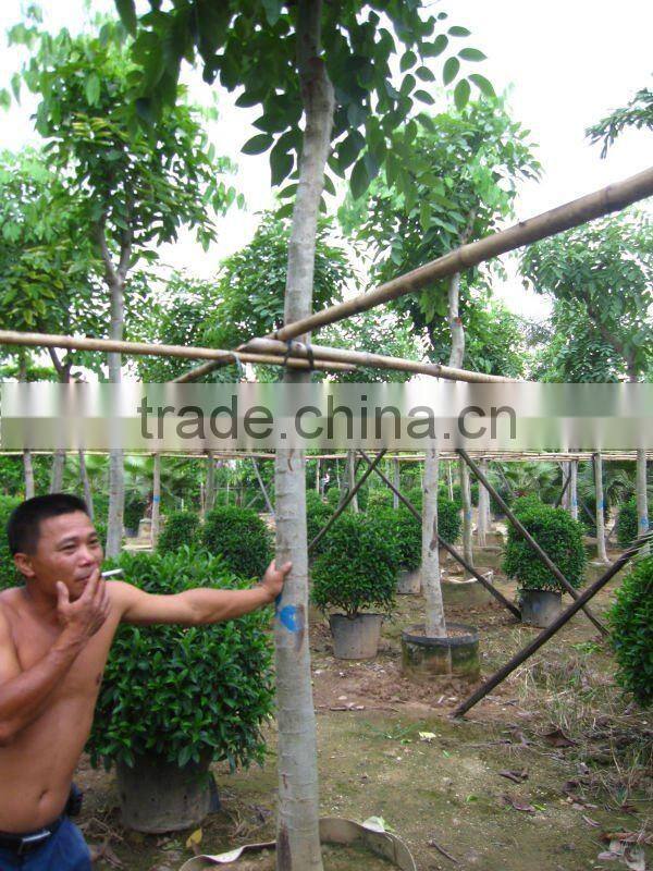 Cassia fistula outdoor tropical trees