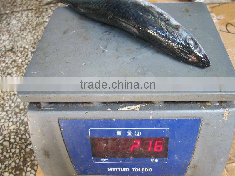Frozen mackerel