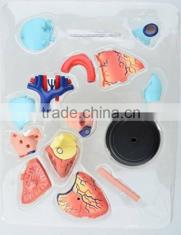 V-HM11 4D MASTER Human Heart assembled model