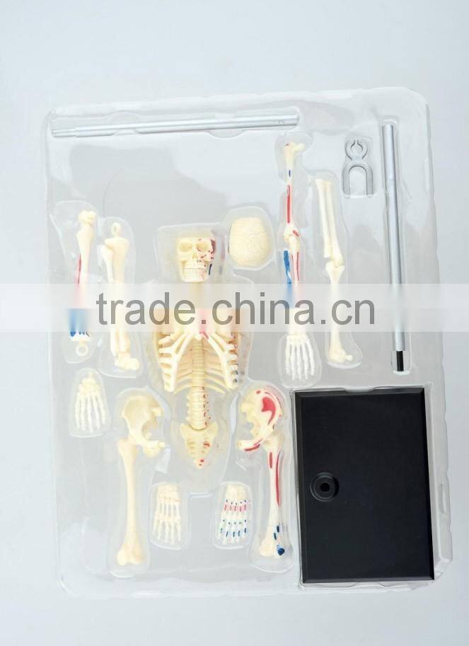 V-HM01 4D MASTER Artificial Human bone structure model