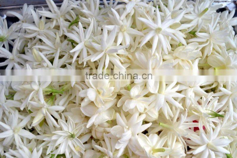 Jasmine Essential Oil 100% Natural |100% Pure Jasmine Oil | Ruh Chameli Oil