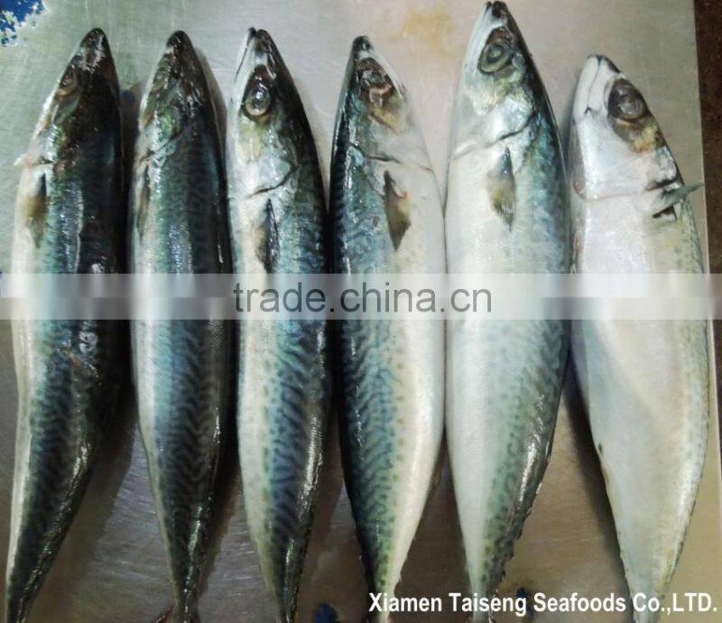 Pacific Mackerel Fish Whole Deep Frozen