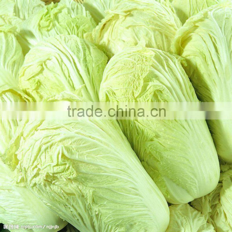 CHINESE FRESH GREEN CABBAGE FLAT TYPE LONG SHAPE