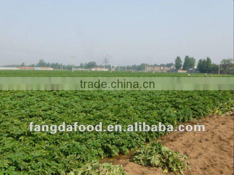 2015 NEW CROP OF FRESH POTATO Yelllow Holland type