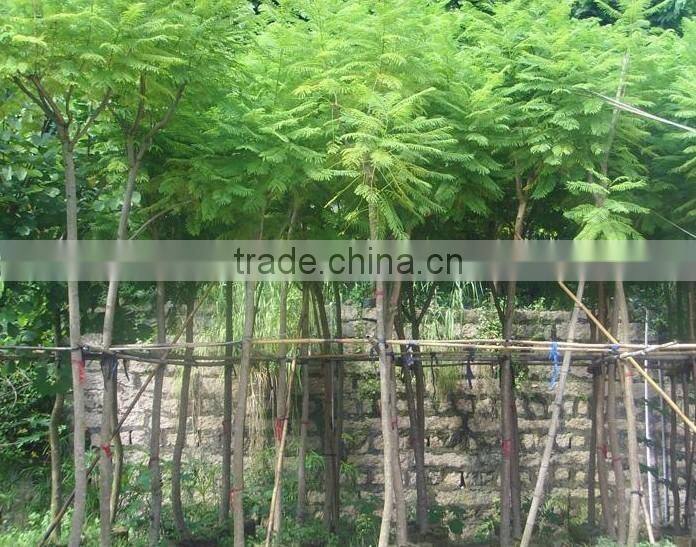 Jacaranda mimosifolia