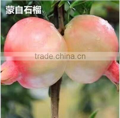 Easy survival pomegranate seedling