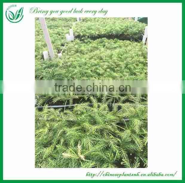 Araucaria Seedling