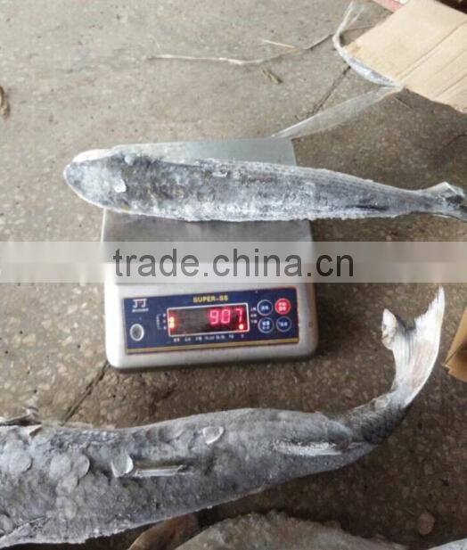 Frozen Whole Round Mullet