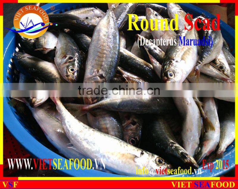 FROZEN MARUADSI WHOLE ROUND (ROUND SCAD)