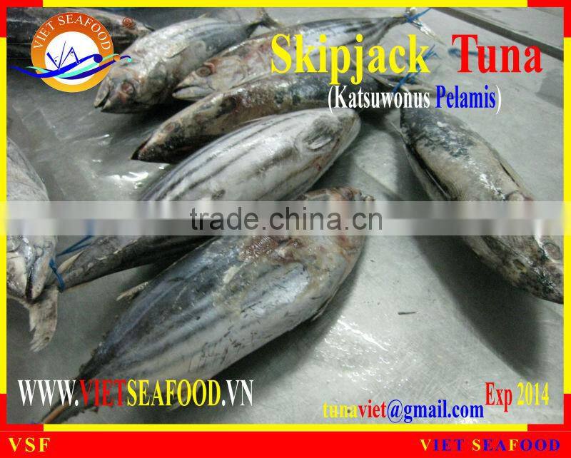 FROZEN W/R SKIPJACK TUNA