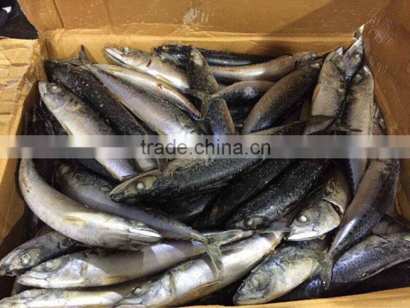 good quality pacific mackerel on sale