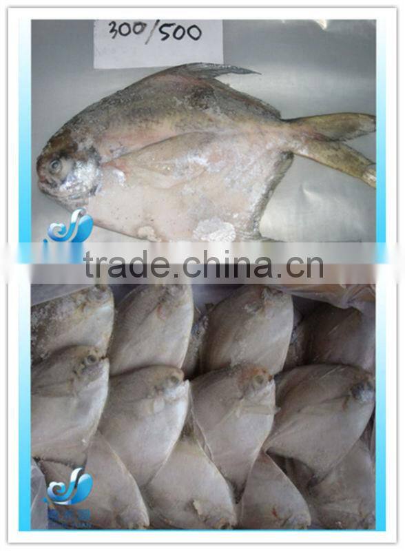 Frozen golden pomfret/pompano whole round