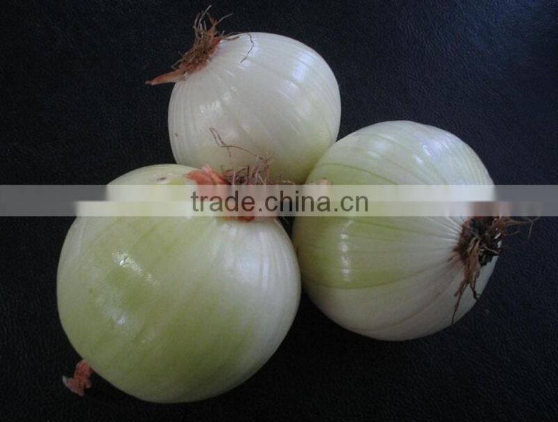 300kg/h Onion Skin Peeling and Removing Machine|Fresh Onion Skin Peeler/Remover/Skinner