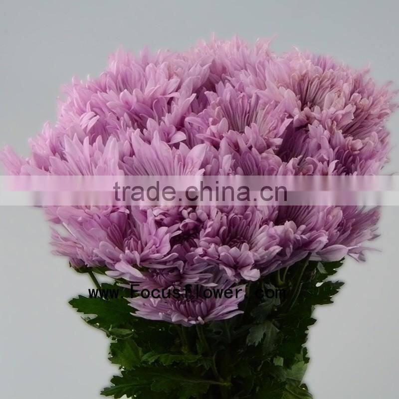 For Birthday Decoration Decor Chrysanthemum With 10 Stems/Bundle Mini Fresh Chrysanthemum With 0.5kg/Bundle Chrysanthemum Pink C