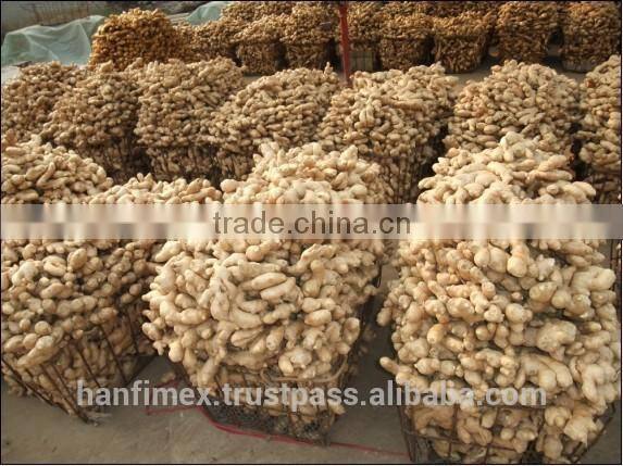 FRESH GINGER 200G UP FOR ALL MARKET