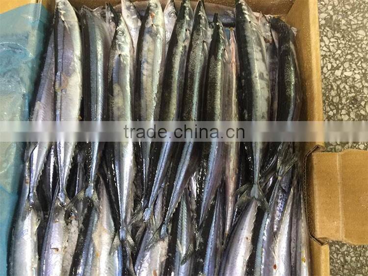new product 2016 fish bait frozen pacific saury mackerel