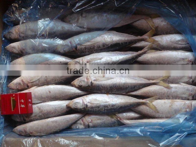frozen mackerel ( 300-500g)