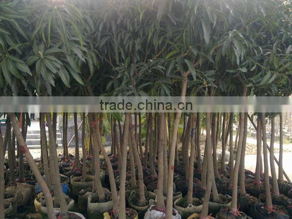 Mangifera indica tropical fruit trees