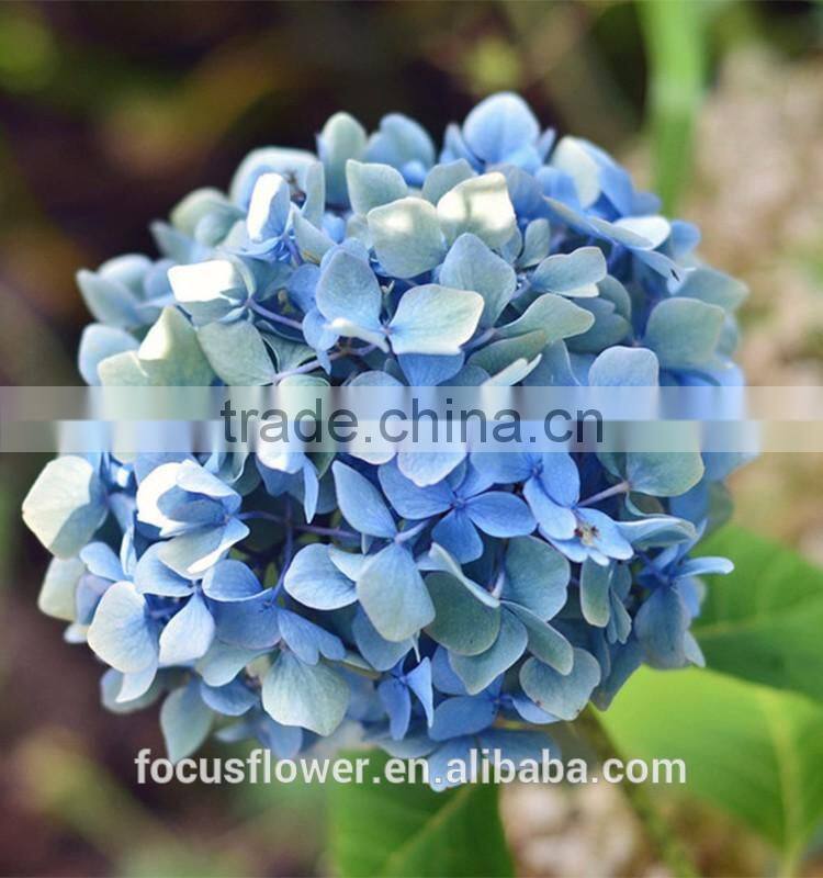 Factory direct wholesale multi colors hydrangeas cut fresh hydrangea