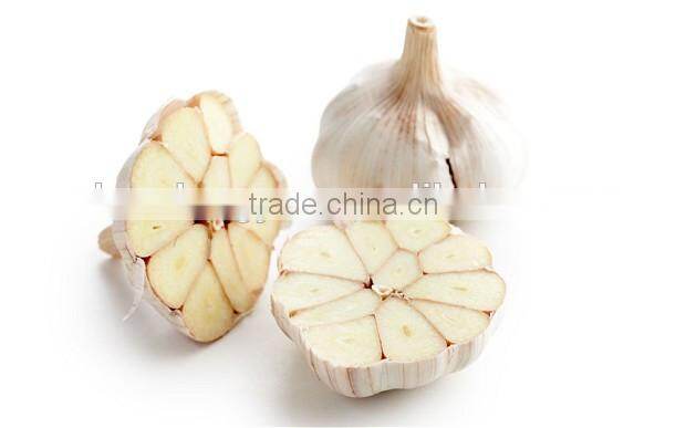 no root wholesale chinese garlic