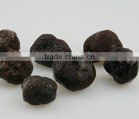 fully mature fresh wild black truffle mushroom