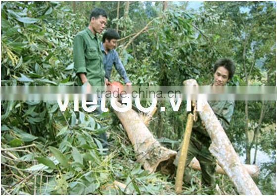 Acacia Wood 03