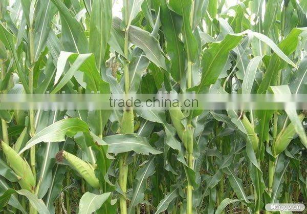 canned sweet corn kernel