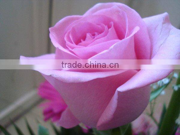 Wholesale fresh cut flower rose plants of various colors