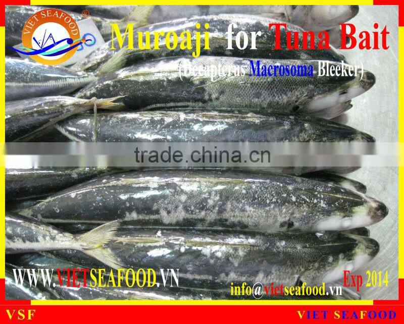 FROZEN MUROAJI FOR TUNA BAIT