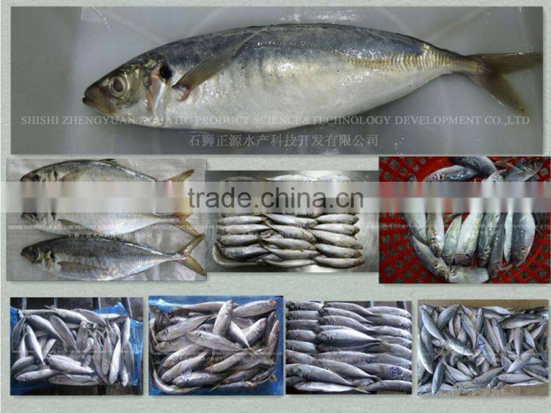 High Quality Horse Mackerel /Pacific/Atlantic Mackerel fish for sale
