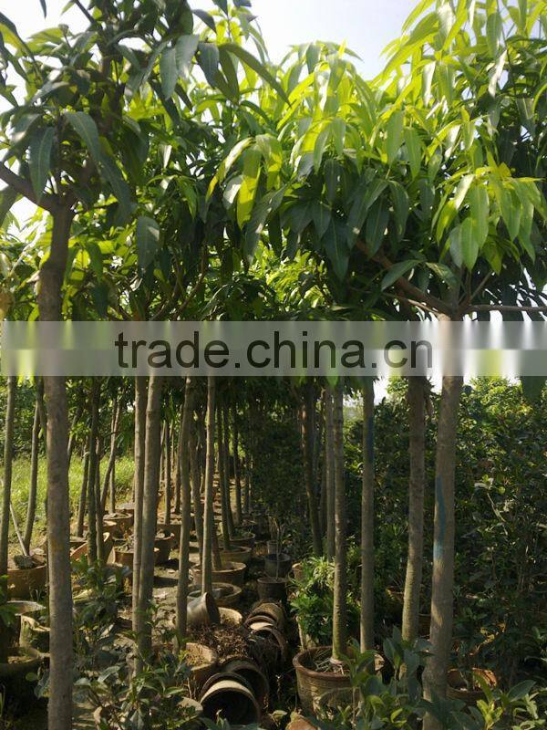 Mangifera indica tropical fruit trees