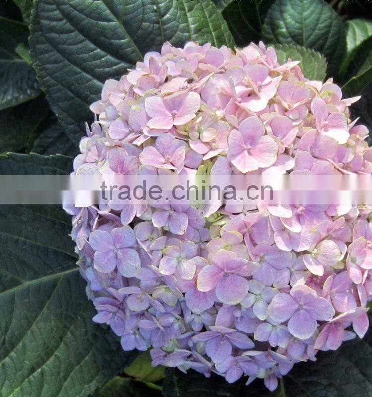 Fashionable hot sale hydrangea bridal flower