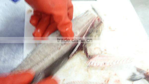 Supply frozen Spanish mackerel (scomberomorus niphonius)