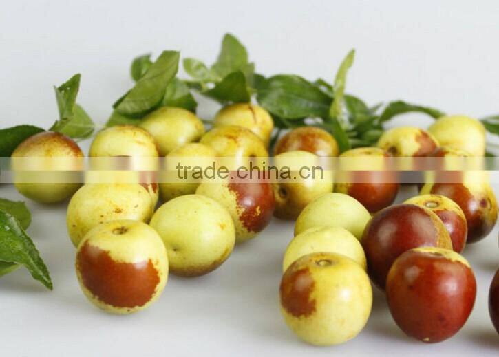 Automatic Brush Date Cleaning Machine|Ginger Washer and Cleaner Machine