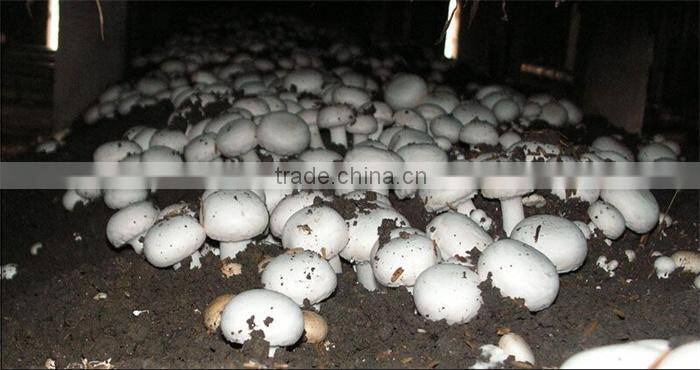 agaricus bisporus/double -spore extract/30%~50% polysaccharide by uv