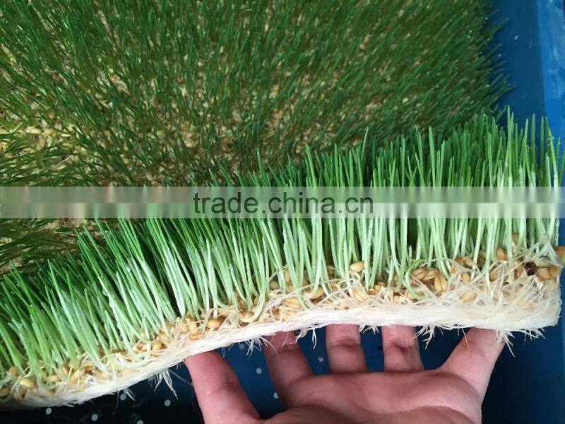 Hydroponics Animal Fodder Machine is full automatic wheat, barley, alfalfa