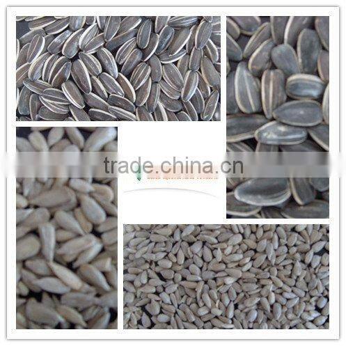 chinese sunflower seeds 5009 with market price