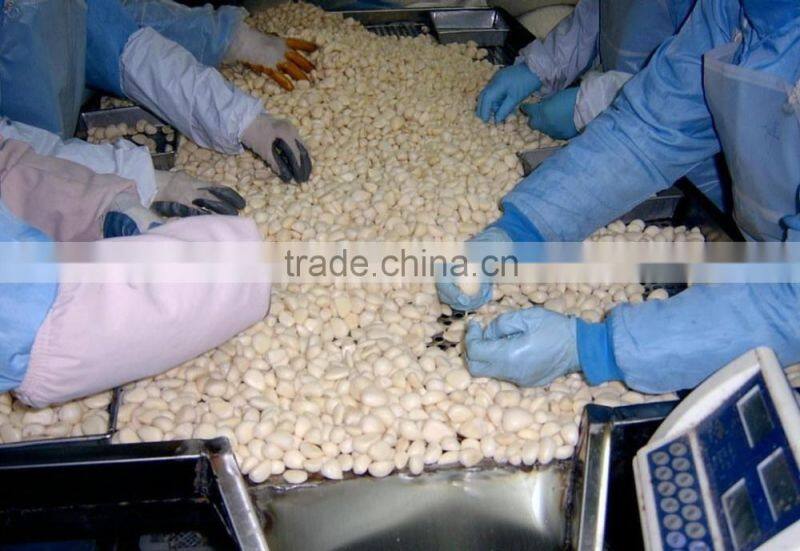 IQF Peeled Garlic