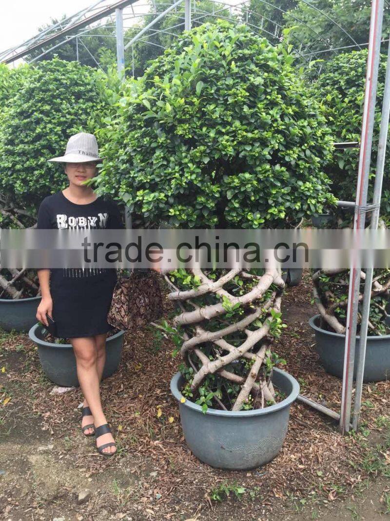 out door plants-3 layer ficus cage-2.2m