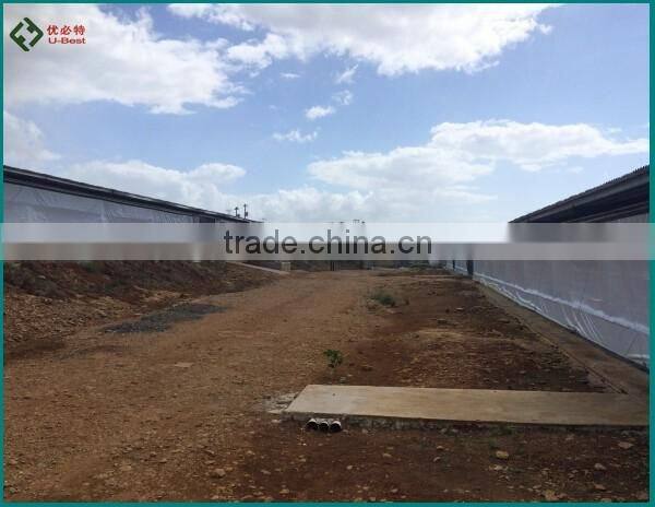 Factory price automatic modern chicken farm for poultry houses