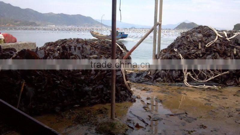 Hot sale dried kelp strip,raw seaweed,bulk kelp