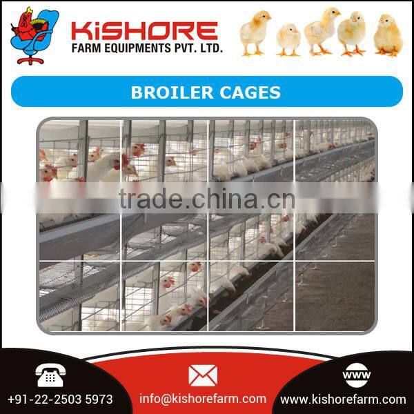 Modern Industrial Scale Broiler Cage with Long Height