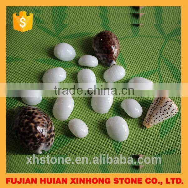 natural decotative semicassis inornata seashell for sale