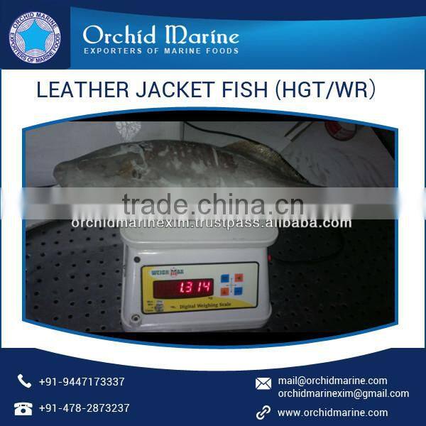 Excellent Quality High Protein Pleasing Flavor Frozen Leather Jacket Fish