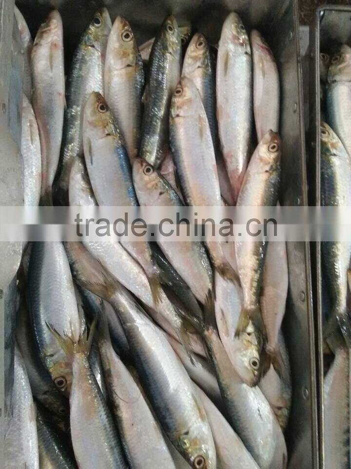 Frozen Sardine Fish For Bait