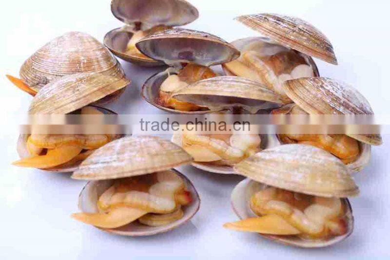Frozen Cooked short necked clam meat produced in China